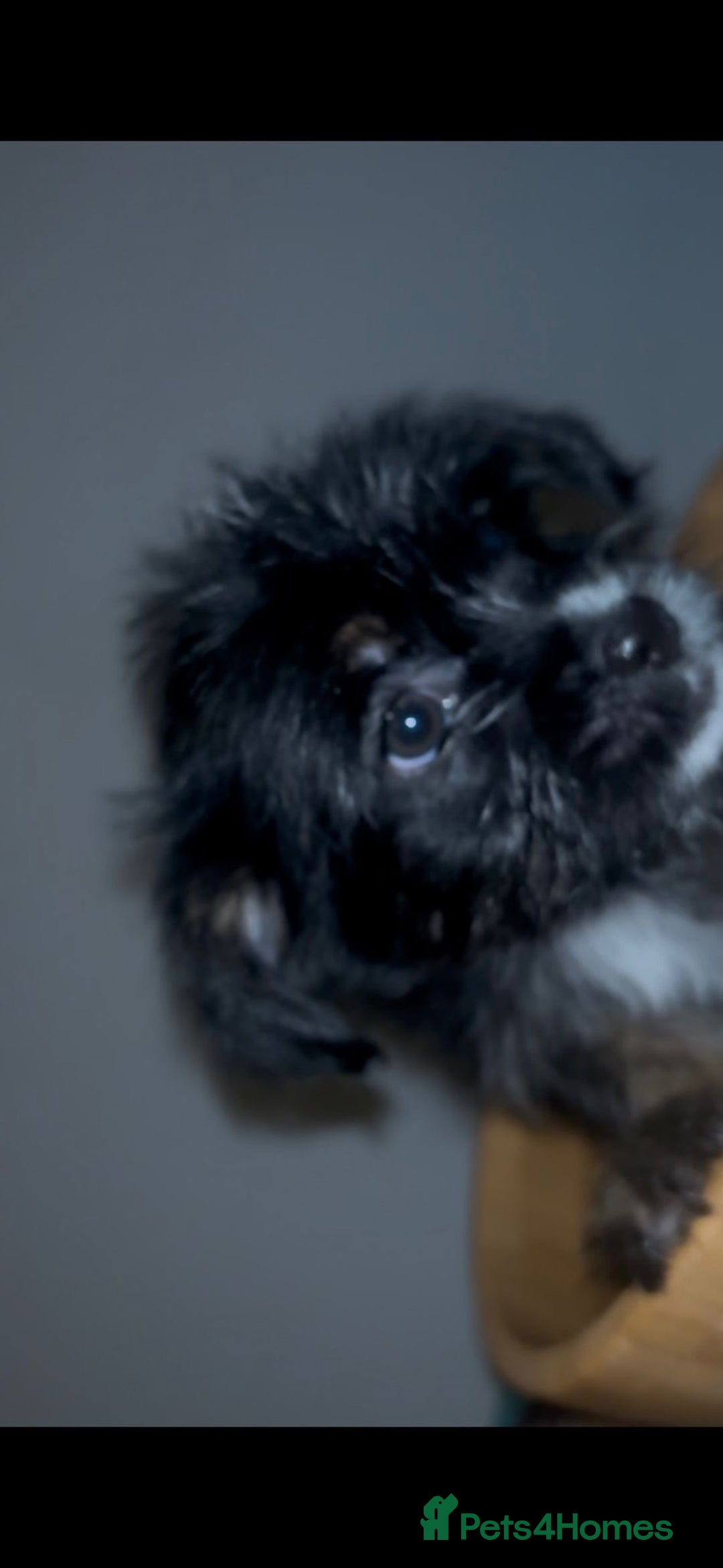Mixed Breed dogs for sale: Very adorable Shih tzu for sale , 2 boys and 1girl - Advert 16