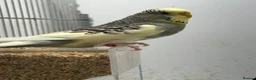 Budgerigars birds for sale: Bonded Pair of Budgies  - Advert 3