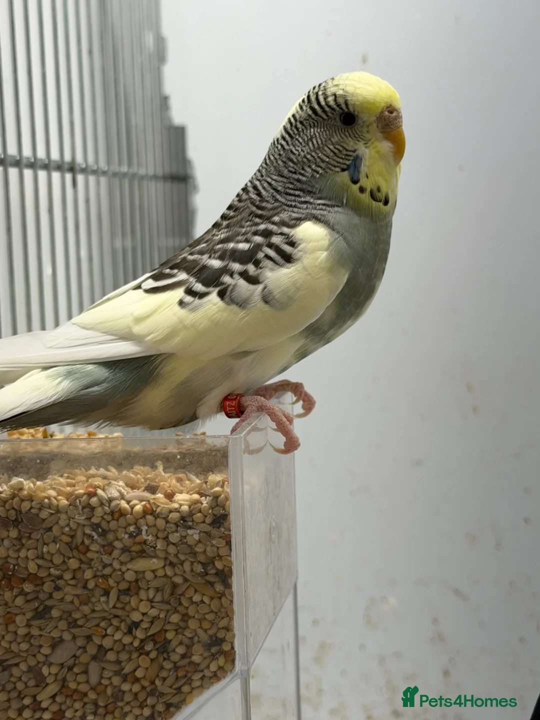 Budgerigars birds for sale: Bonded Pair of Budgies  - Advert 3