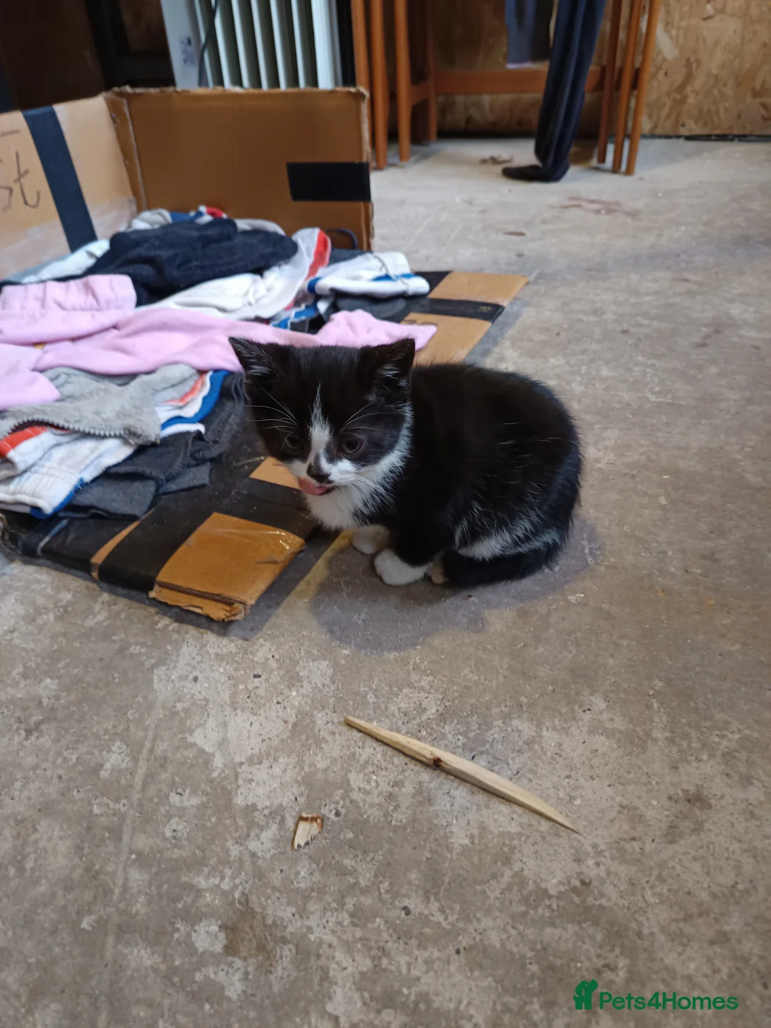 Mixed Breed cats for sale: The cats are ready for a new owner  - Advert 5