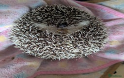 Pygmy Hedgehog rodents for sale: 3 African Pygmy hedgehogs for sale - Image 5