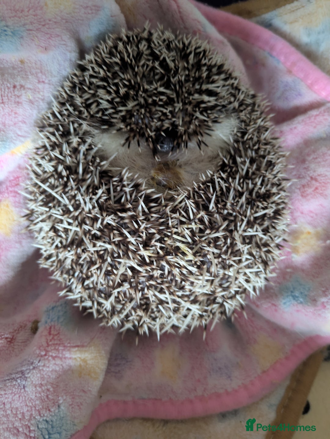 Pygmy Hedgehog rodents for sale: 3 African Pygmy hedgehogs for sale - Image 5