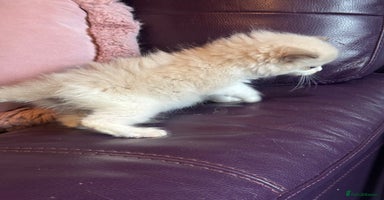 Ragdoll cats - Advert 11