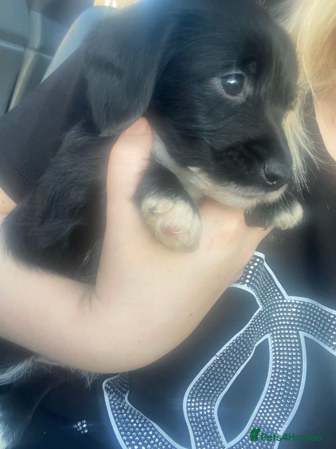 Patterjack dogs for sale: Patterjacks  - Advert 1