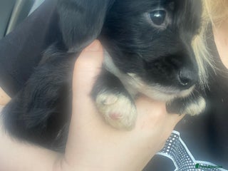 Patterjack dogs Patterjacks - Advert 1