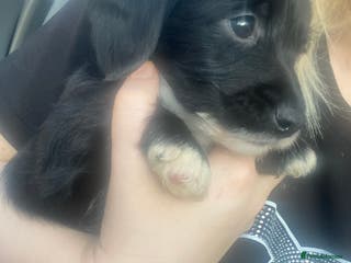 Patterjack dogs Patterjacks - Advert 15