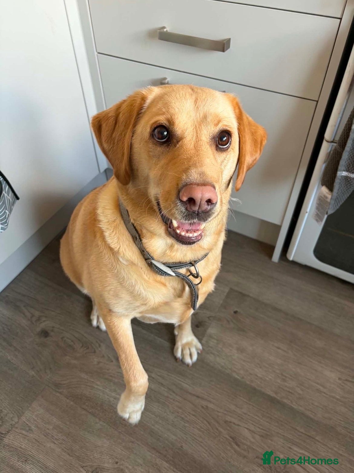 Labrador Retriever dogs Daisy the lab - Advert 1
