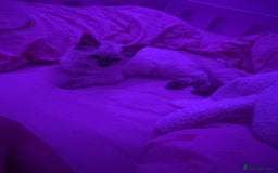 Ragdoll cats for sale: Ragdoll blue point  - Image 2