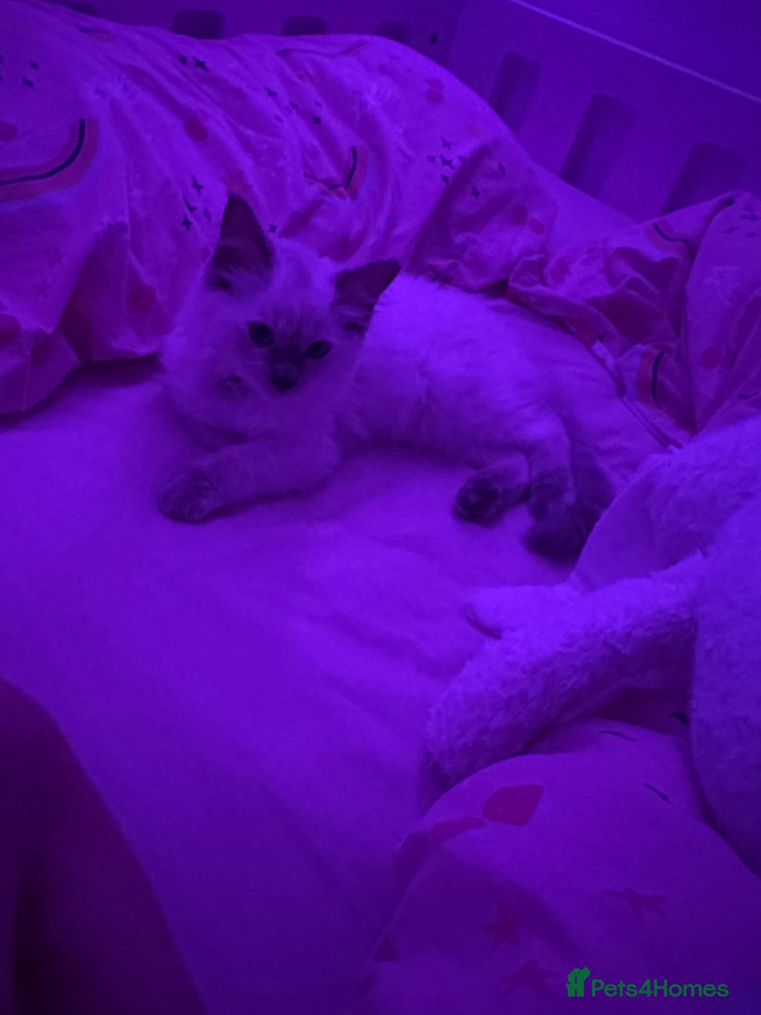 Ragdoll cats for sale: Ragdoll blue point  - Image 2