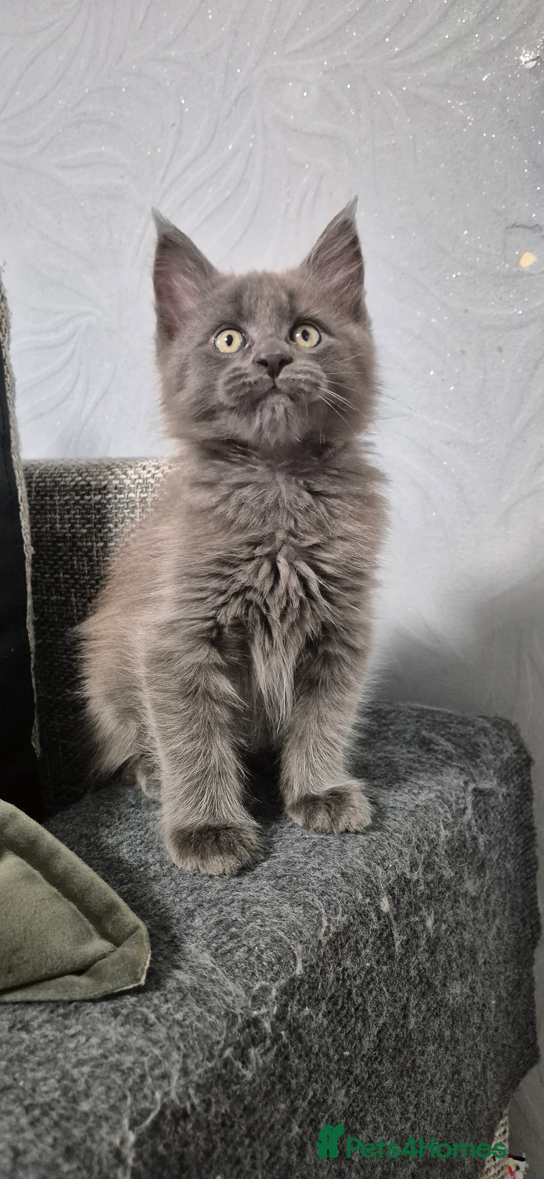 Maine Coon cats for sale: Maine Coon kittens  - Advert 10