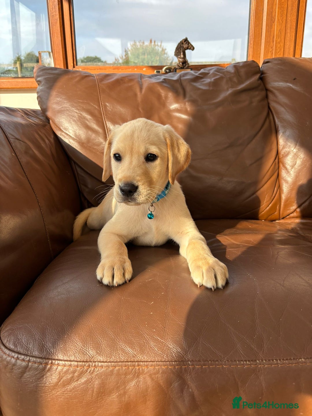 Labrador Retriever dogs for sale: 6 Beautiful Yellow Labradors  - Image 14