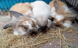 Mini Lion Lop rabbits for sale: 3 boys 1 girl mini lion lop - Image 9