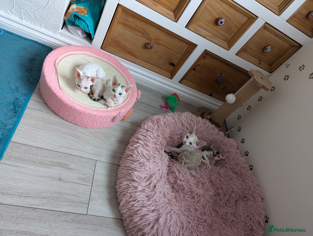 Devon Rex cats for sale: 🐾 Beautiful Devon Rex Kittens💕 - Image 18