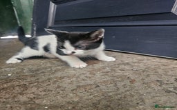 Mixed Breed cats for sale: Kittens for sale - Image 4