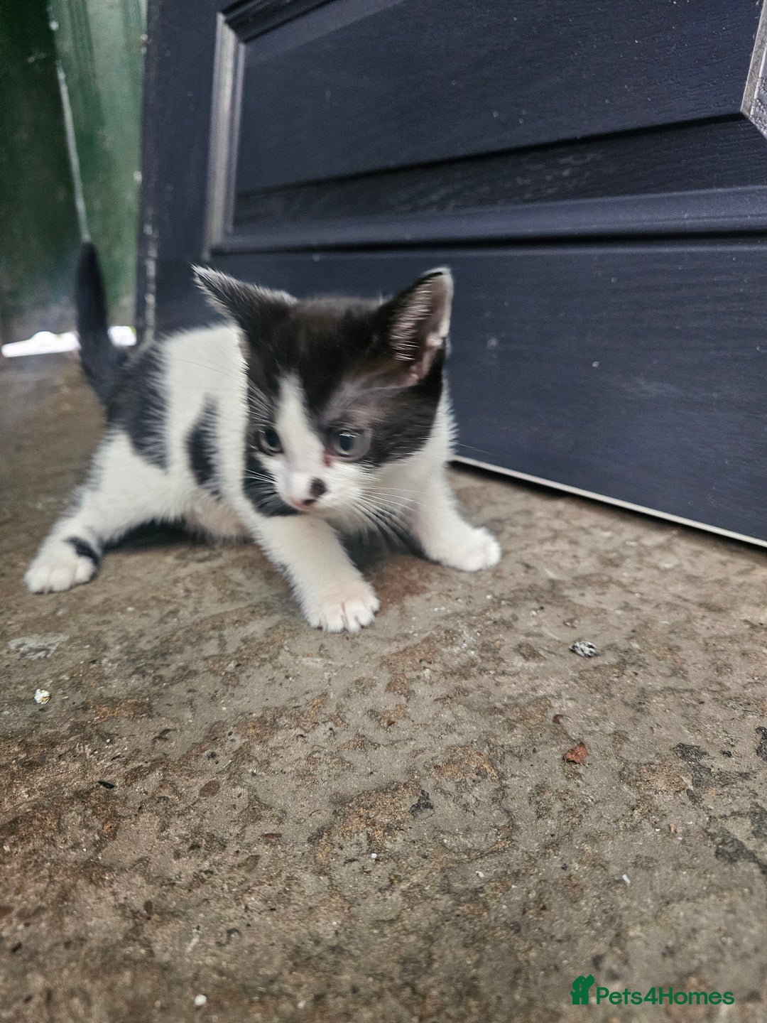 Mixed Breed cats for sale: Kittens for sale - Image 4