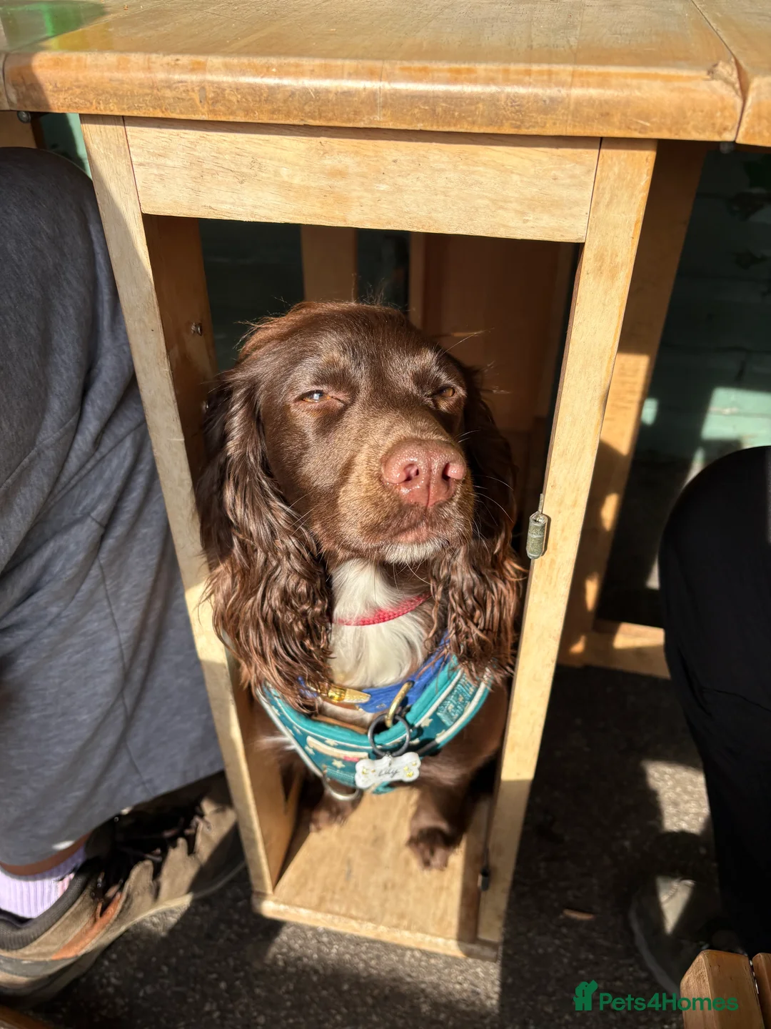 Cocker Spaniel dogs for sale: Cocker spaniel puppies - Advert 6