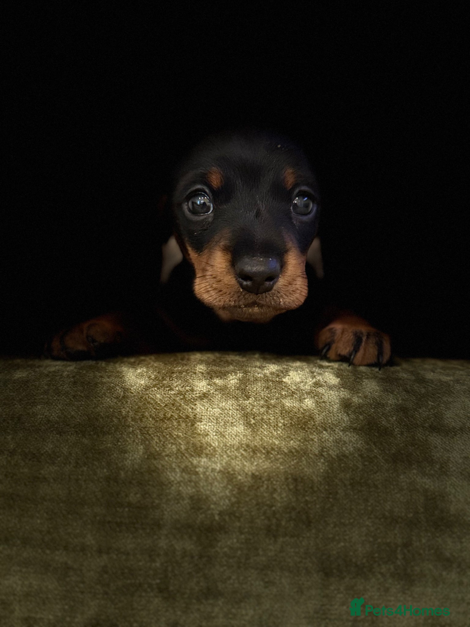 Miniature Dachshund dogs Black & tan miniature dachshund  - Advert 18