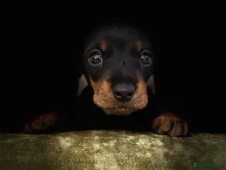 Miniature Dachshund dogs Black & tan miniature dachshund - Advert 18