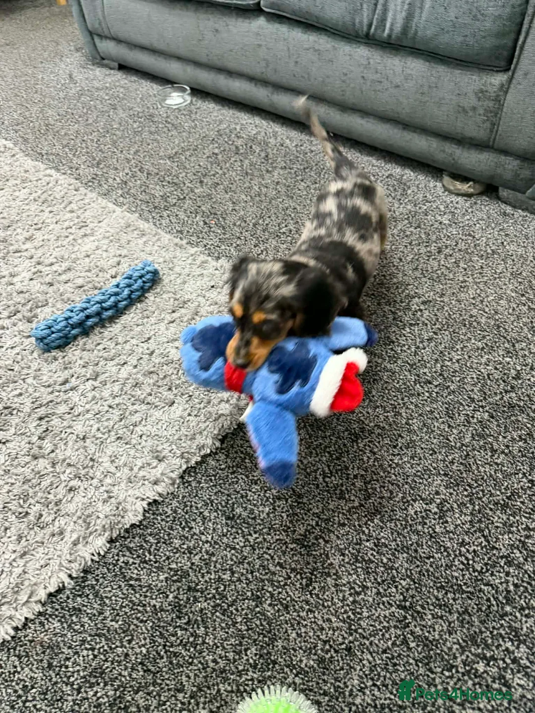 Cocker Spaniel dogs for sale: Male cocker spaniel - Advert 3