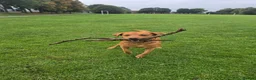 Labrador Retriever dogs for stud: Bruce - Advert 9