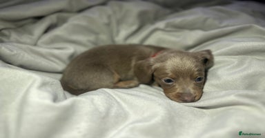 Dachshund dogs - Advert 12