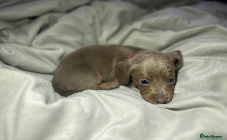 Dachshund dogs - Advert 3