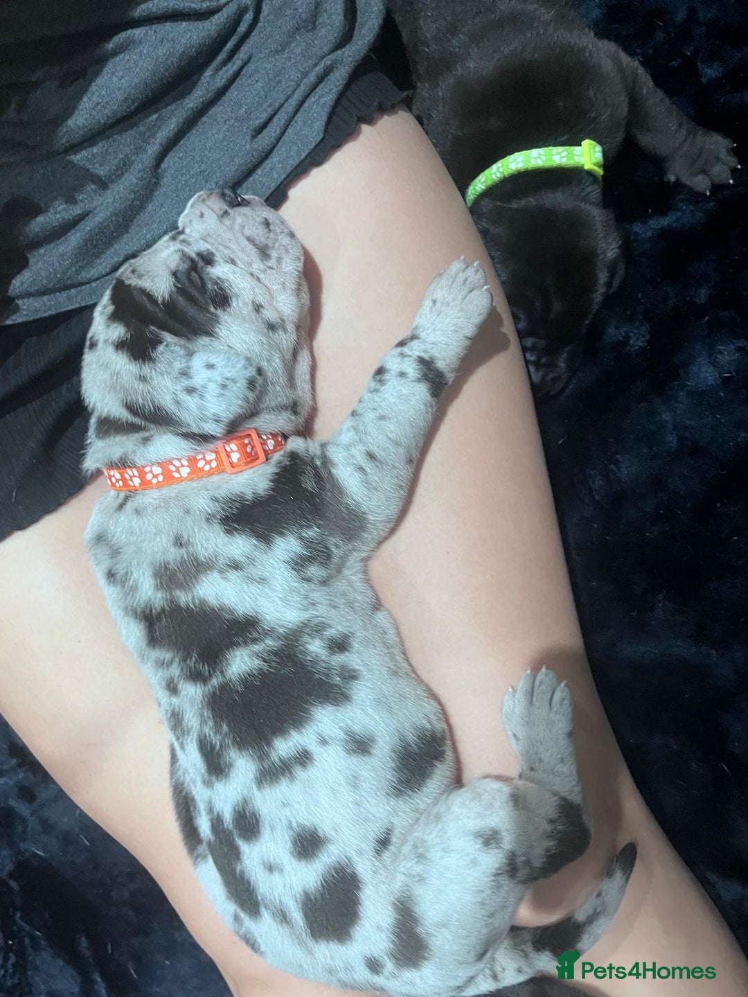 Great Dane dogs for sale: Stunning Great Dane puppies  - Advert 8