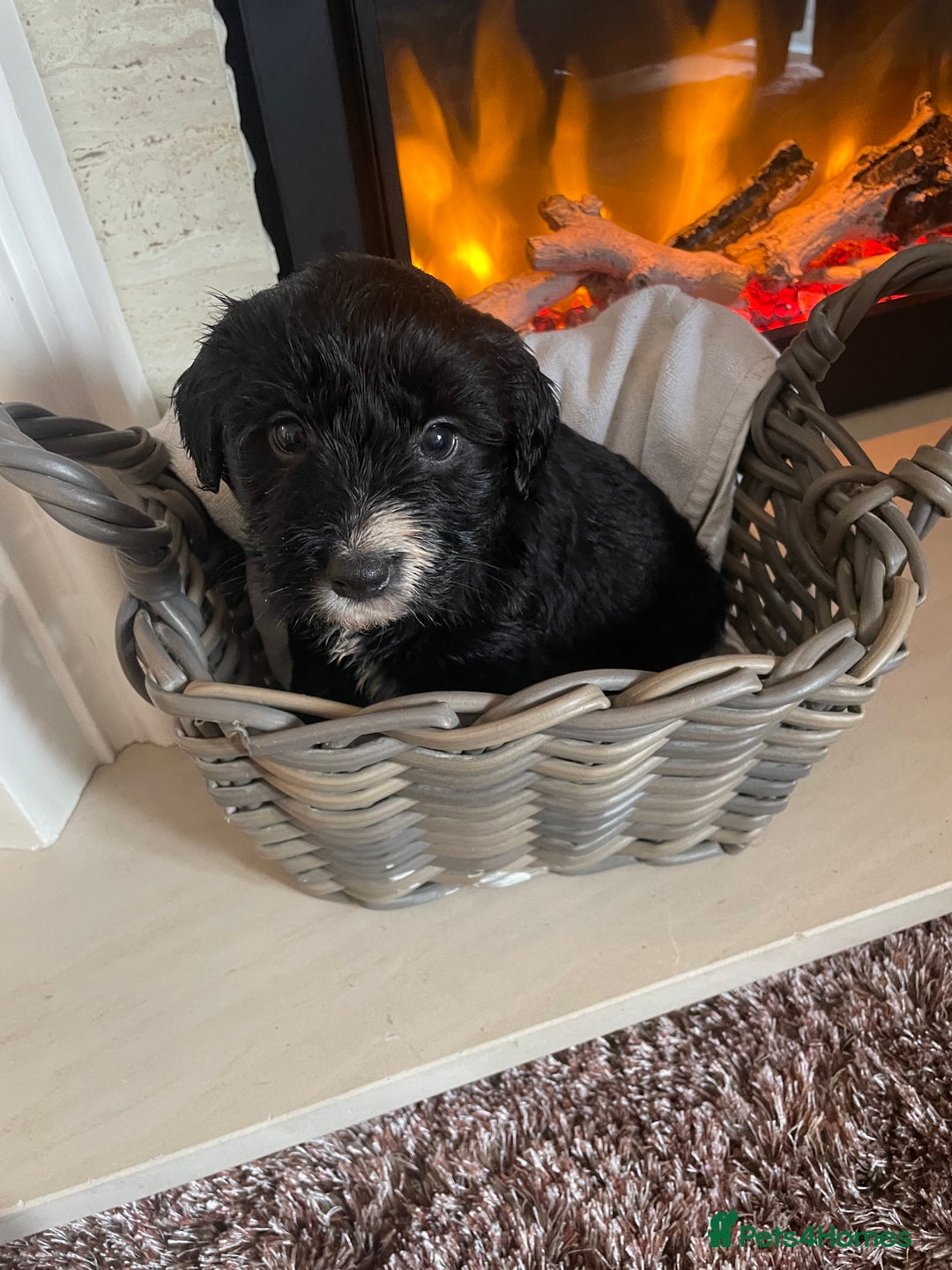 Cocker Spaniel dogs for sale: Cocker spaniel puppy’s  - Image 7