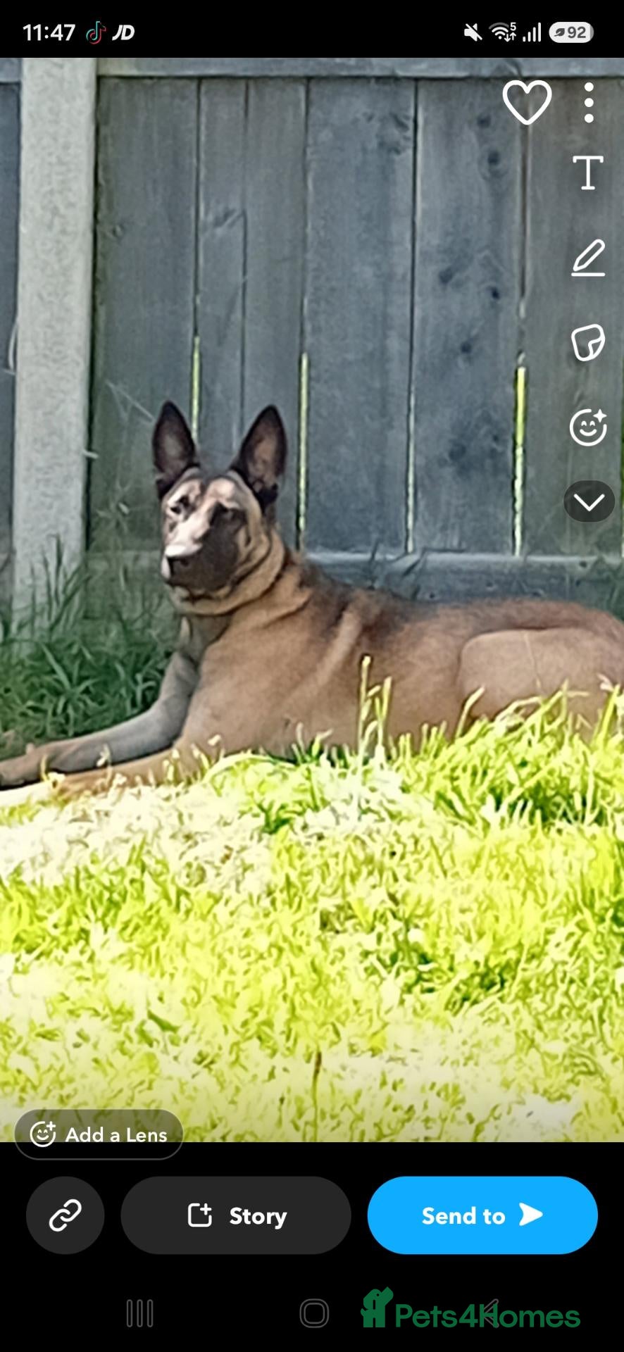 Belgian Shepherd Dog dogs Dutch Herder×MalinoisGSDPuppies –expressions - Advert 1