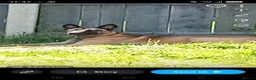 Belgian Shepherd Dog dogs for sale: Dutch Herder×MalinoisGSDPuppies –expressions - Advert 1