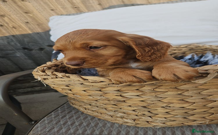 Cocker Spaniel dogs - Advert 4