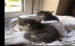 Maine Coon cats for stud: Active Tica duel Gccf Maine Coons in Grantham - Image 24