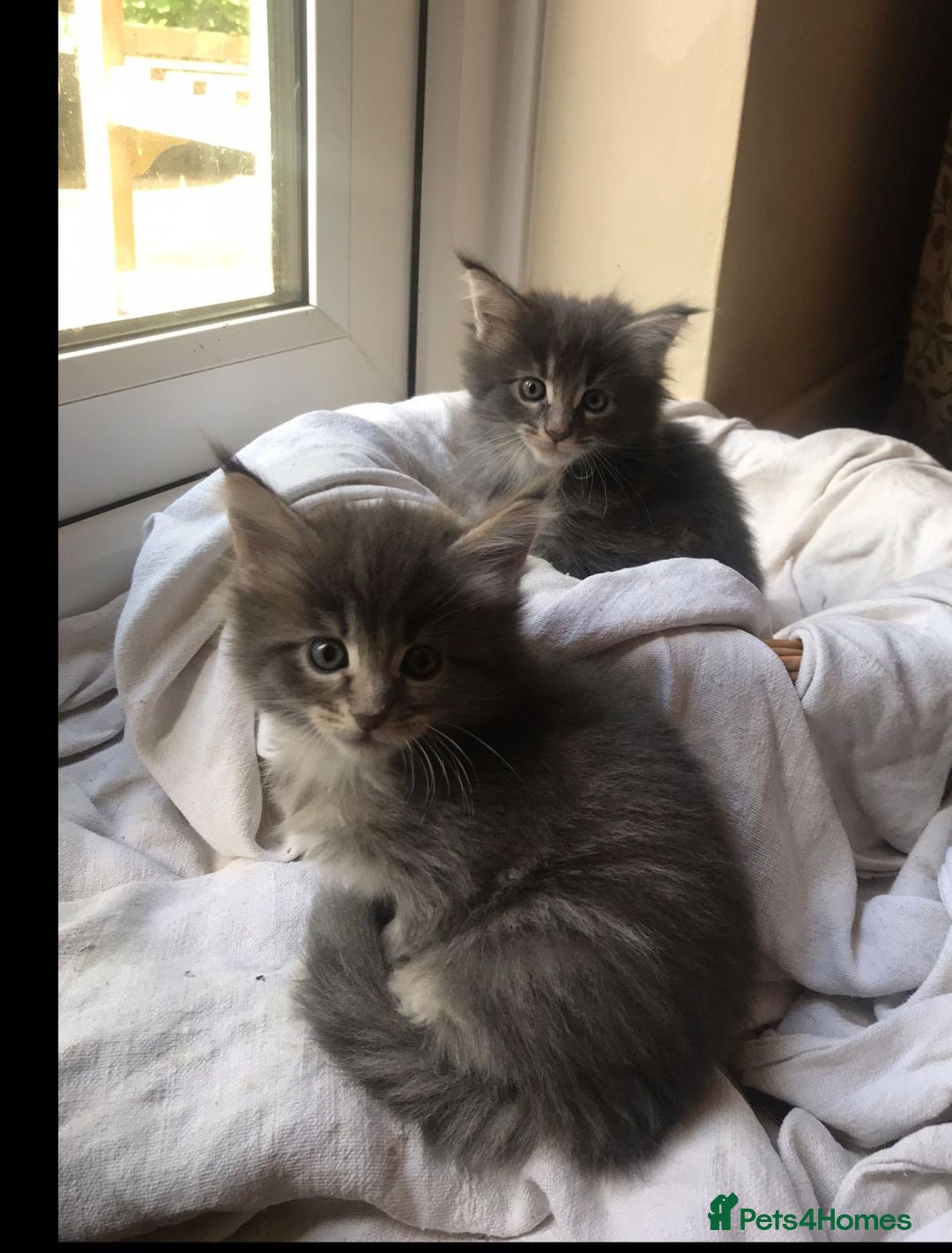 Maine Coon cats for stud: Active Tica duel Gccf Maine Coons in Grantham - Image 24