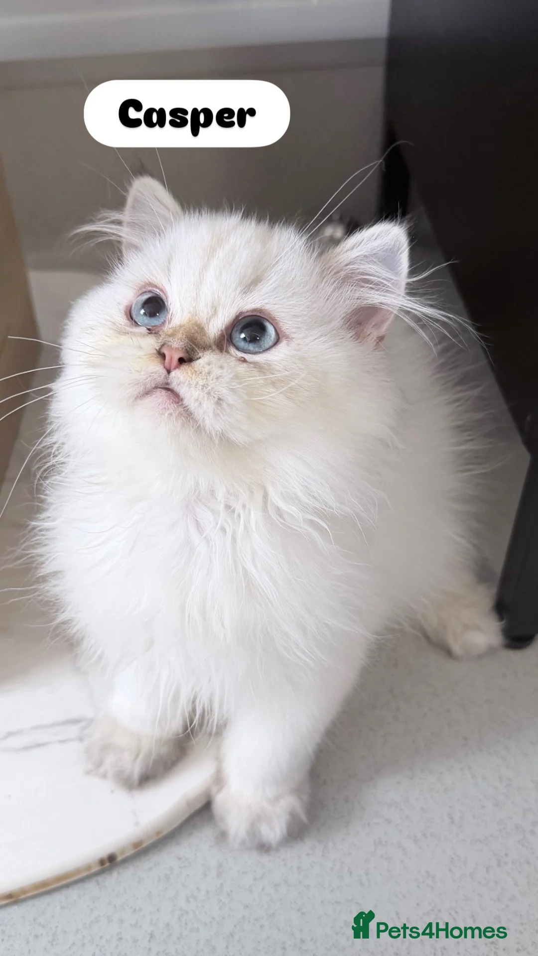 Scottish Fold cats for sale: READY **PRICE REDUCED **Top Quality Boy Kittens - Advert 2