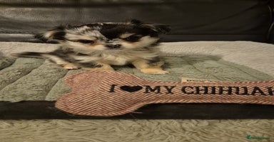 Chihuahua dogs - Advert 8