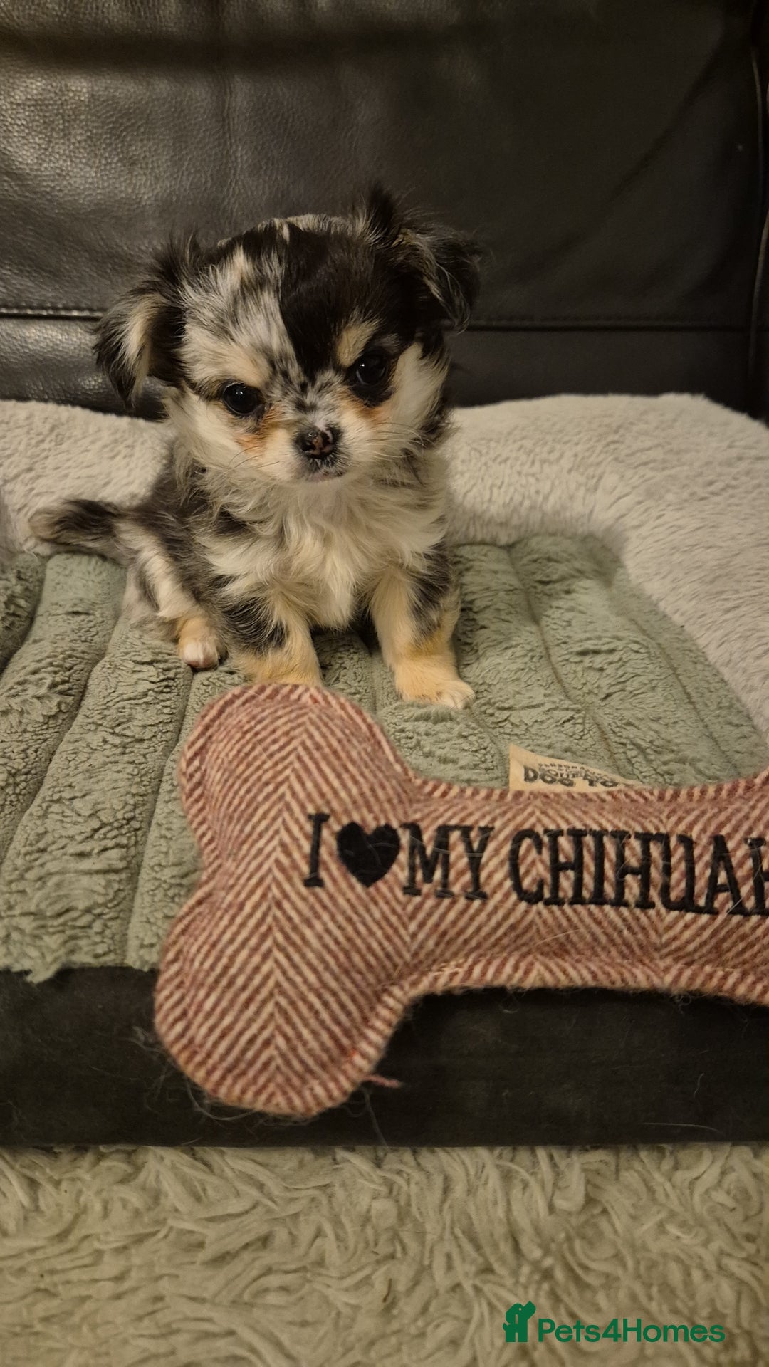 Chihuahua dogs for sale: Chihuahua Females - Merle - Image 4