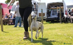 Whippet dogs for sale: Gorgeous KC Whippet Pups - Image 4