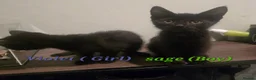 Mixed Breed cats for sale: 4 Gorgeous Kittens ( Price Varies)  - Advert 14