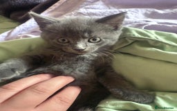 Russian Blue cats for sale: One blue male kitten  - Image 3