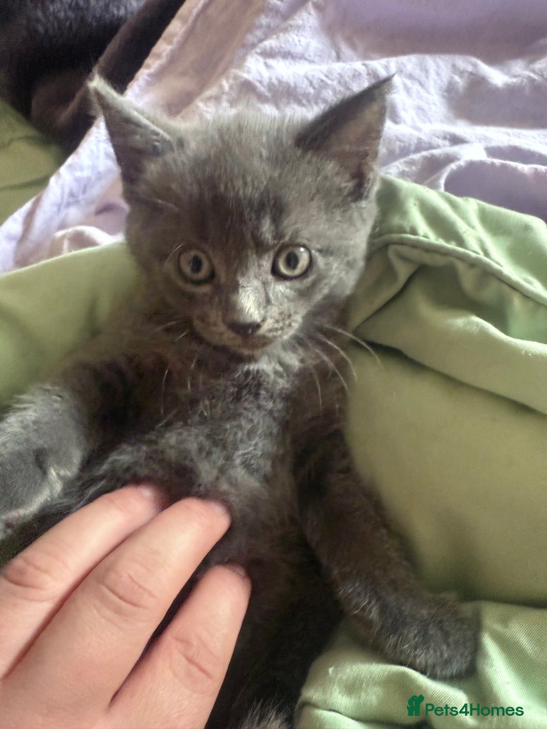 Russian Blue cats for sale: One blue male kitten  - Image 3