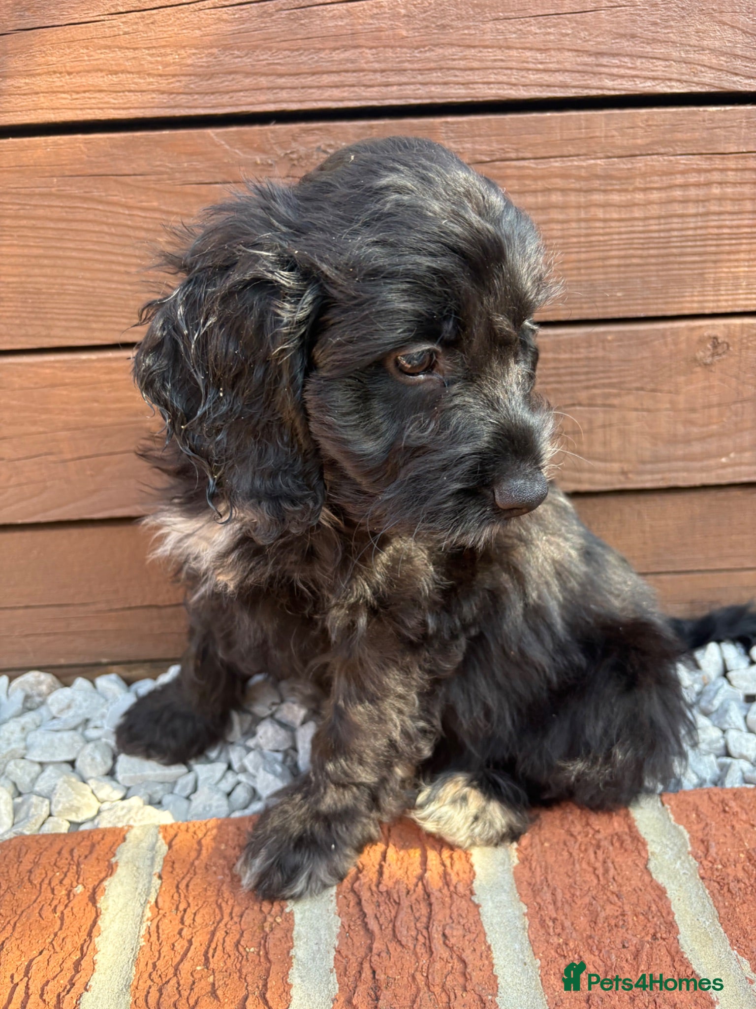 Cockapoo dogs  F1 Cockapoo Puppies 🧡READY NOW❤️ - Advert 2