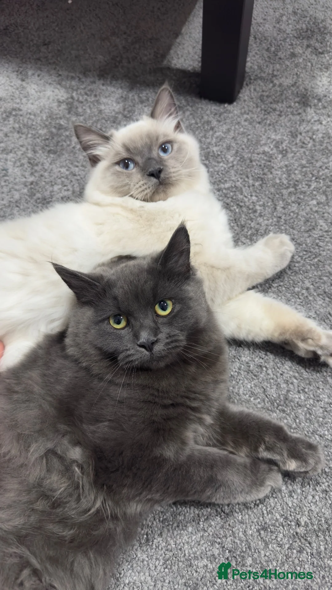 Ragdoll cats for sale: 2 Beautiful Ragdoll/British Short Hair kittens - Advert 2
