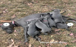 Whippet dogs for sale: Beautiful Male Whippet Puppy - Image 23