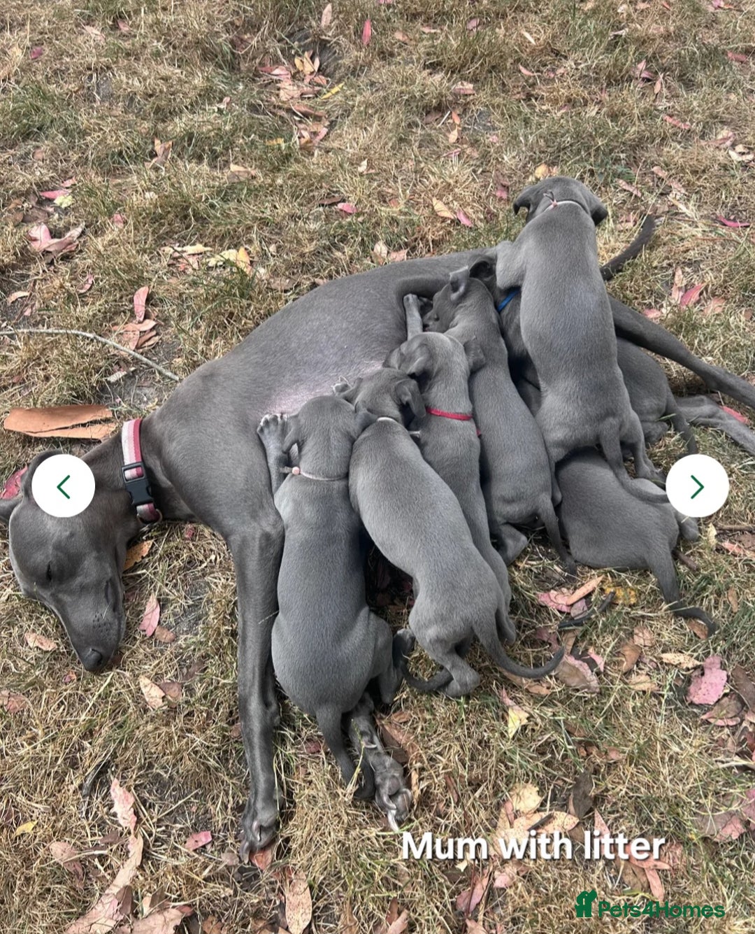 Whippet dogs for sale: Beautiful Male Whippet Puppy - Image 23