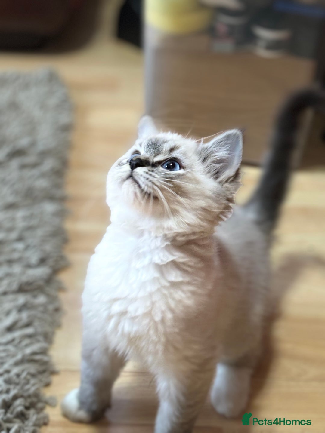 Ragdoll cats for sale: Stunning Ragdoll kittens available now - Advert 10