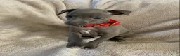 Italian Greyhound dogs for sale: KC Italian greyhound puppies European lineage - Advert 30