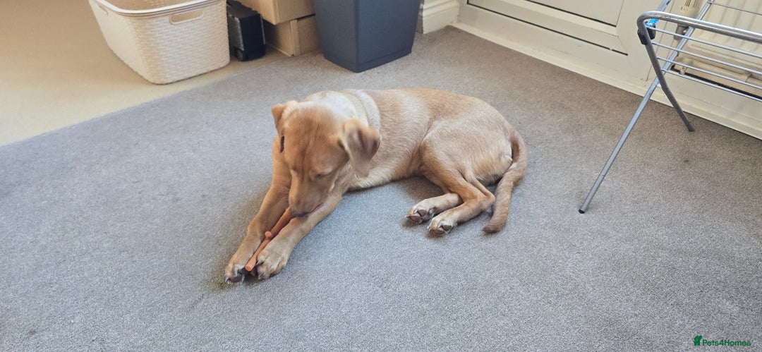 Labrador Retriever dogs for sale:  Wonderful KC registered Fox Red Labrador Puppy - Advert 8