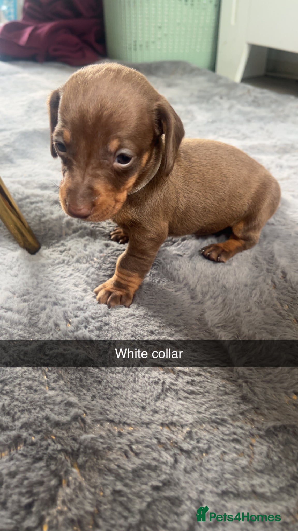 Miniature Dachshund dogs !! Reduced !! Miniture dachshund !! Reduced !! - Advert 11