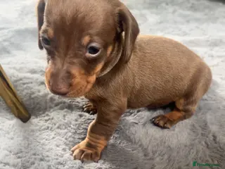 Miniature Dachshund dogs !! Reduced !! Miniture dachshund !! Reduced !! - Advert 2