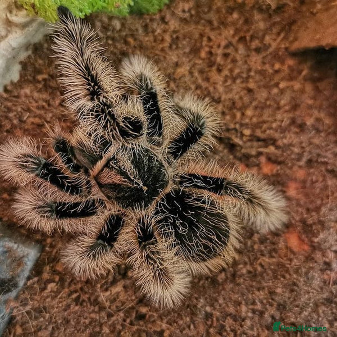 Tarantulas invertebrates for sale: TARANTULA COLLECTION FOR SALE - Advert 4